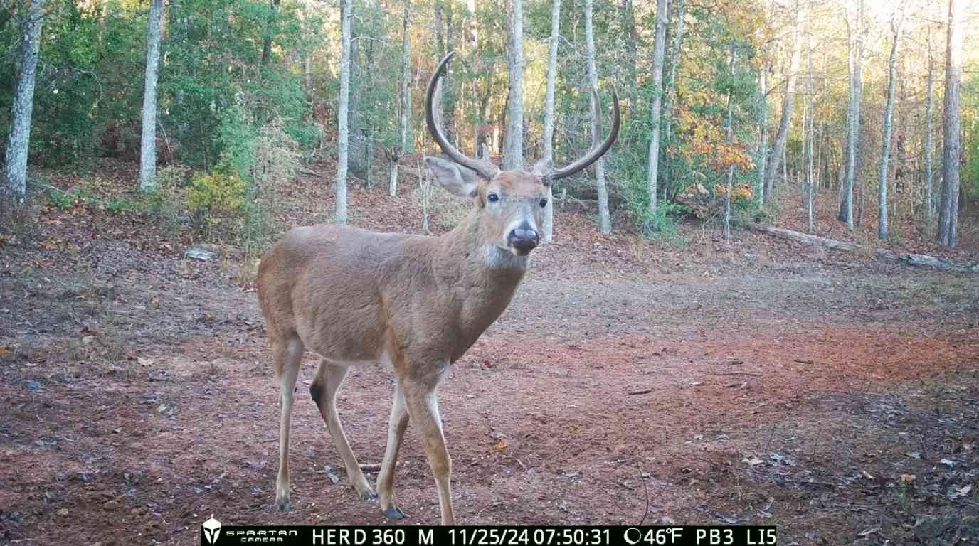 Spartan GoLive Live Stream Cellular Trail Camera $224.95