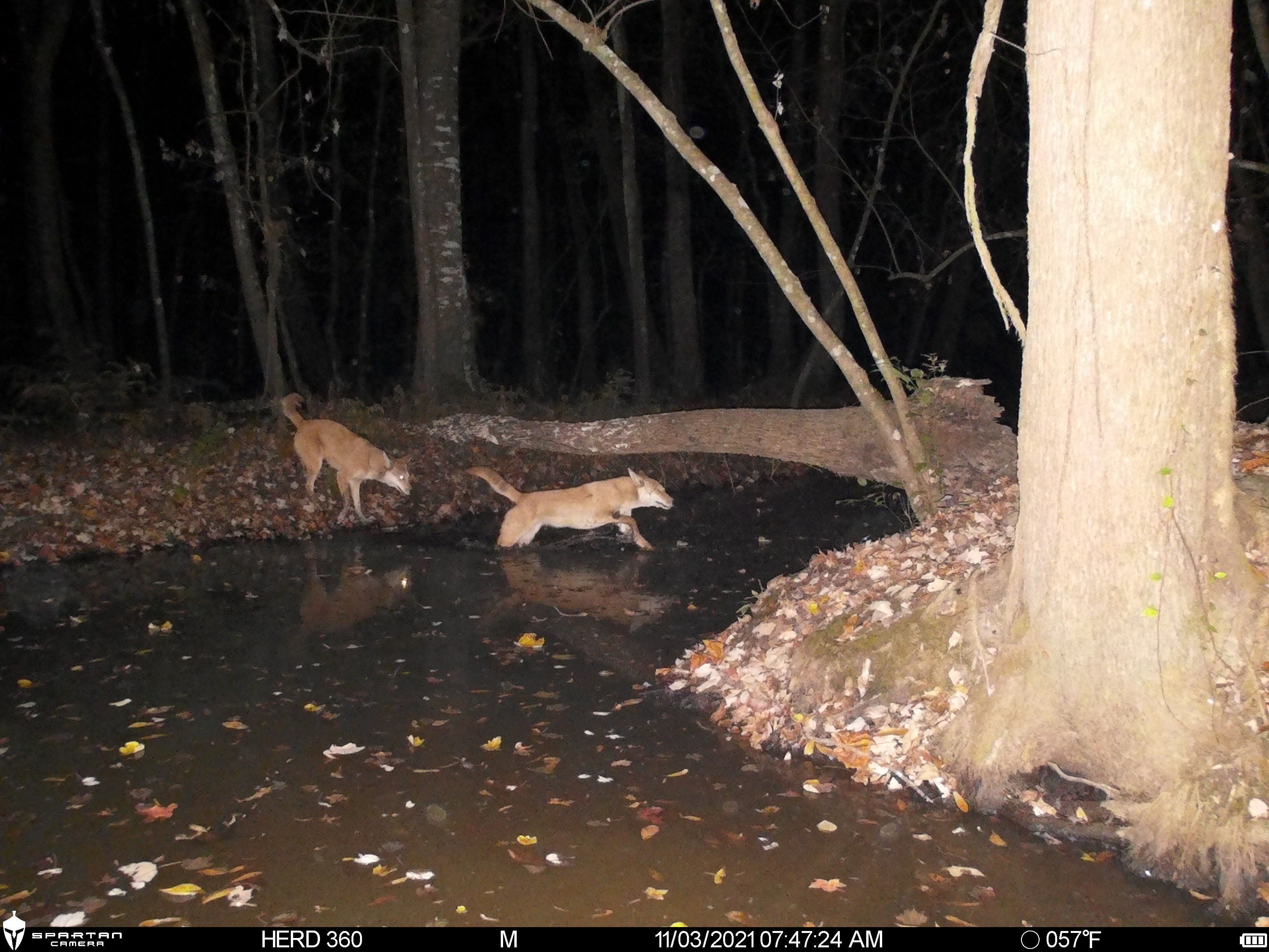 Spartan Lumen 2 SR5 White Flash Trail Camera (New Edition)