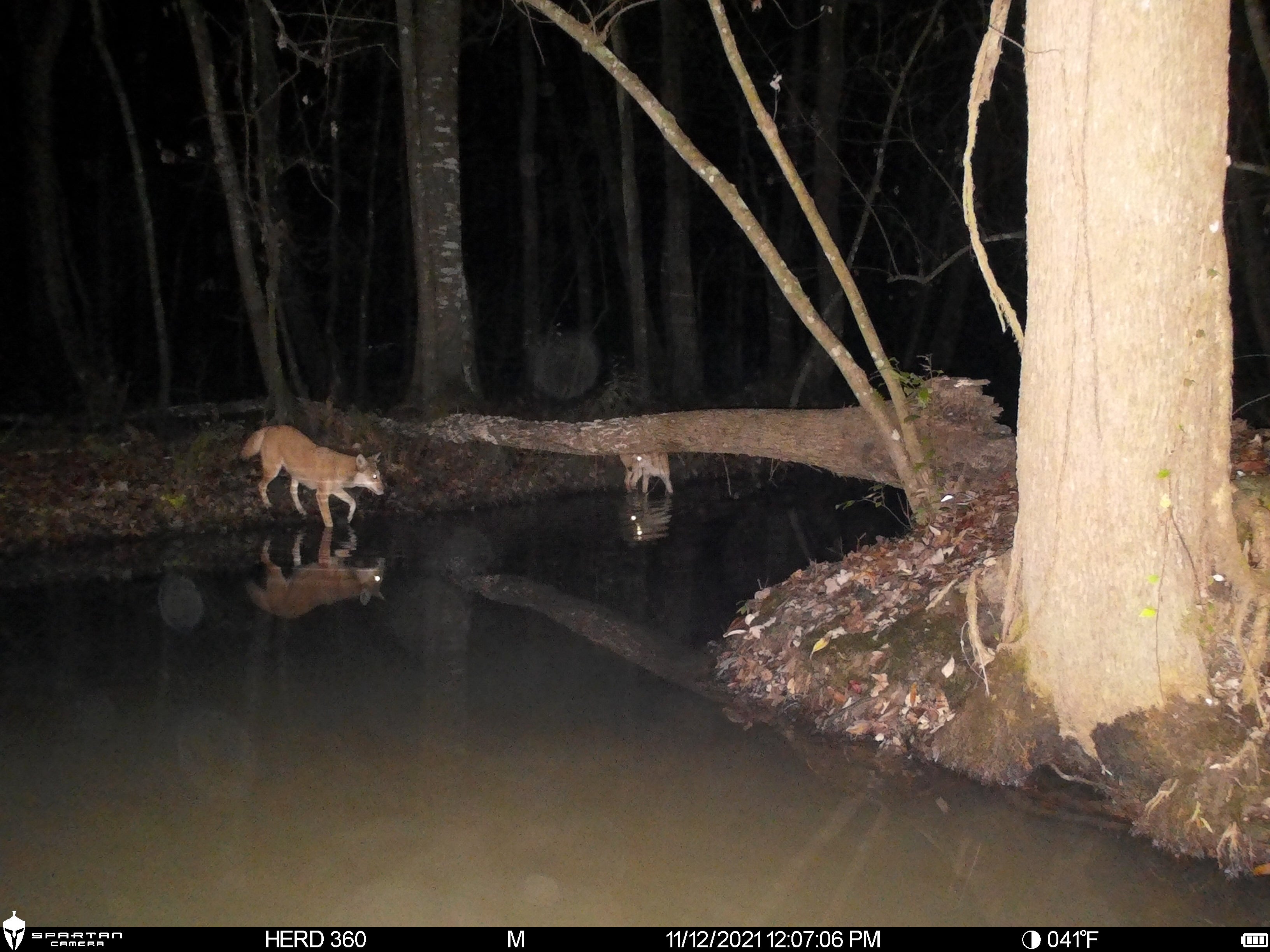 Spartan Lumen 2 SR5 White Flash Trail Camera (New Edition)