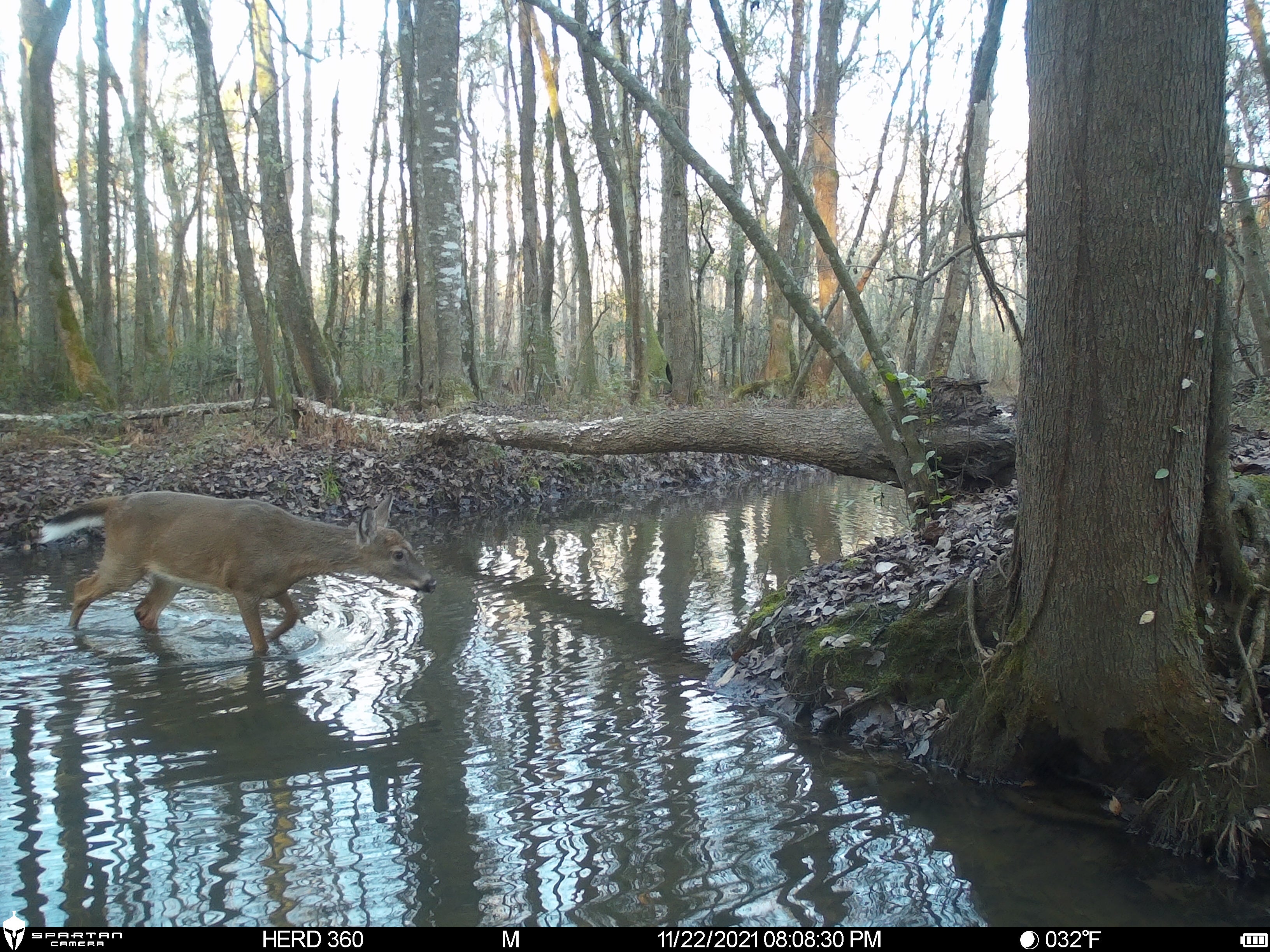 Spartan Lumen 2 SR5 White Flash Trail Camera (New Edition)