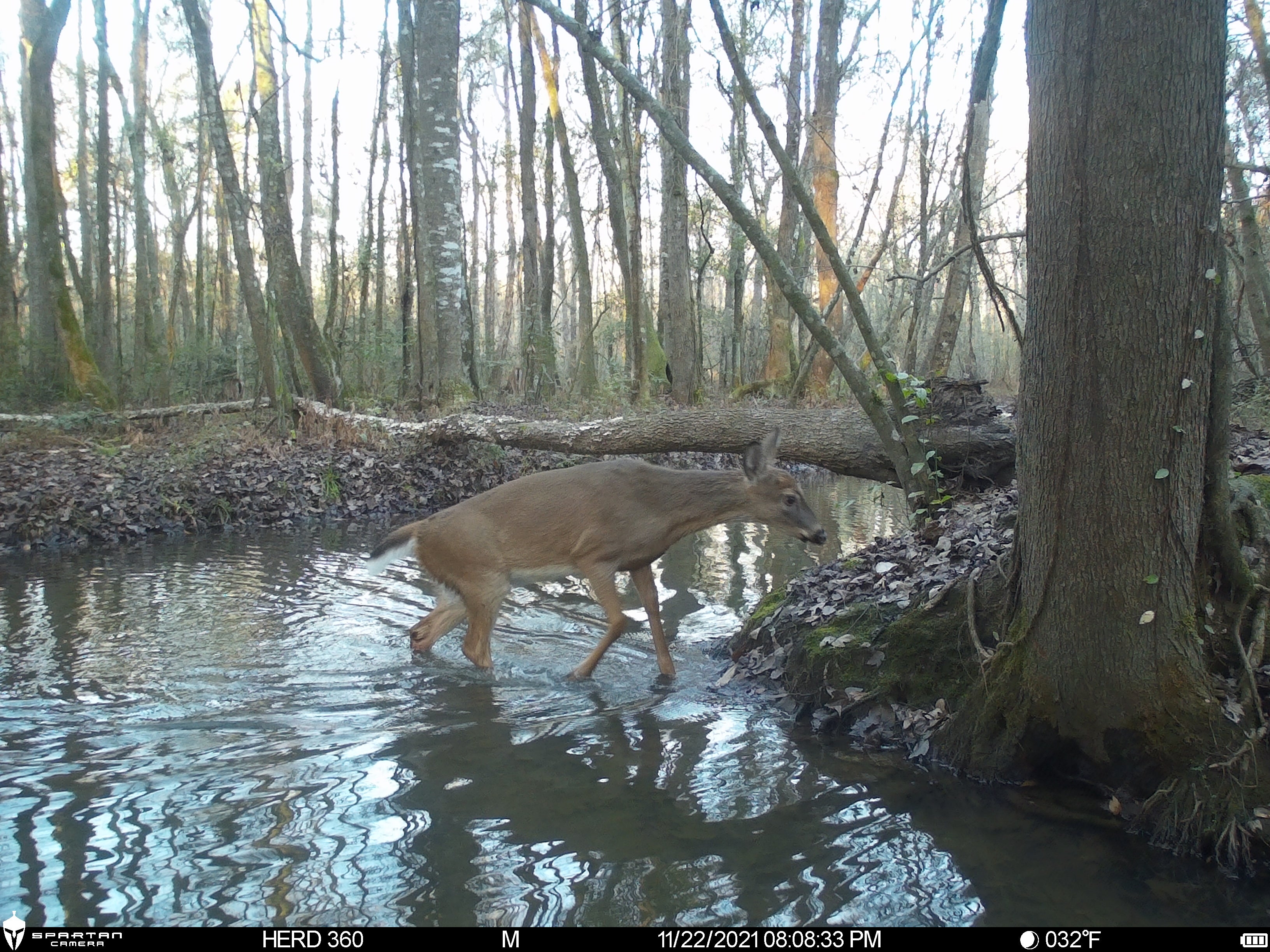 Spartan Lumen 2 SR5 White Flash Trail Camera (New Edition)