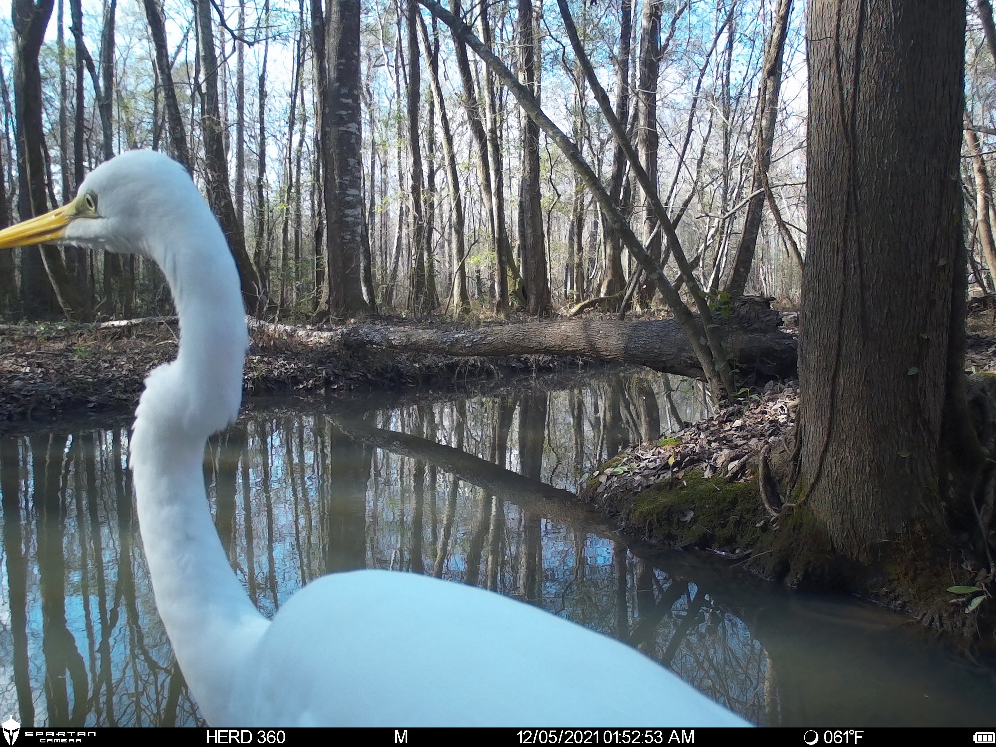 Spartan Lumen 2 SR5 White Flash Trail Camera (New Edition)