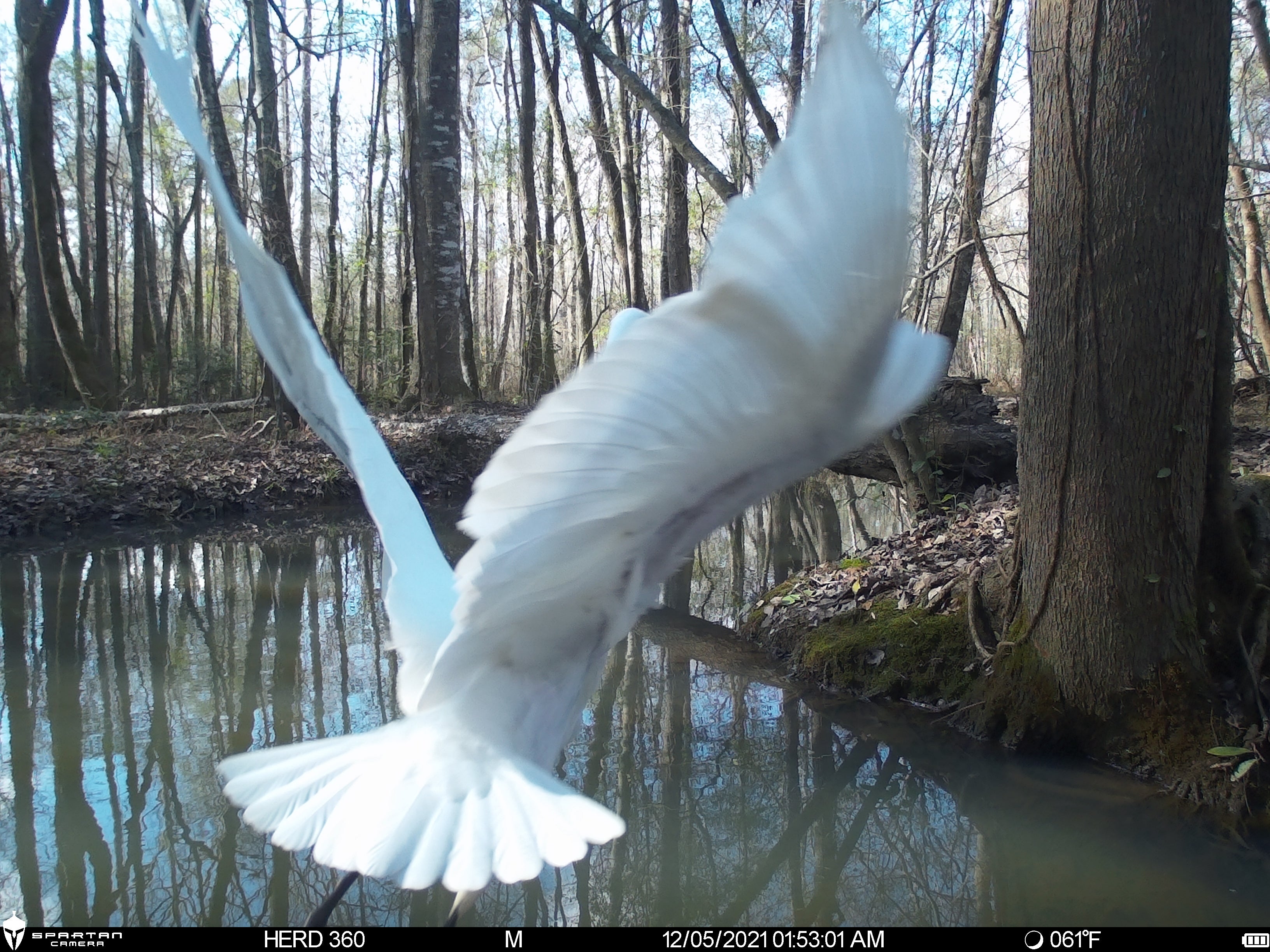 Spartan Lumen 2 SR5 White Flash Trail Camera (New Edition)