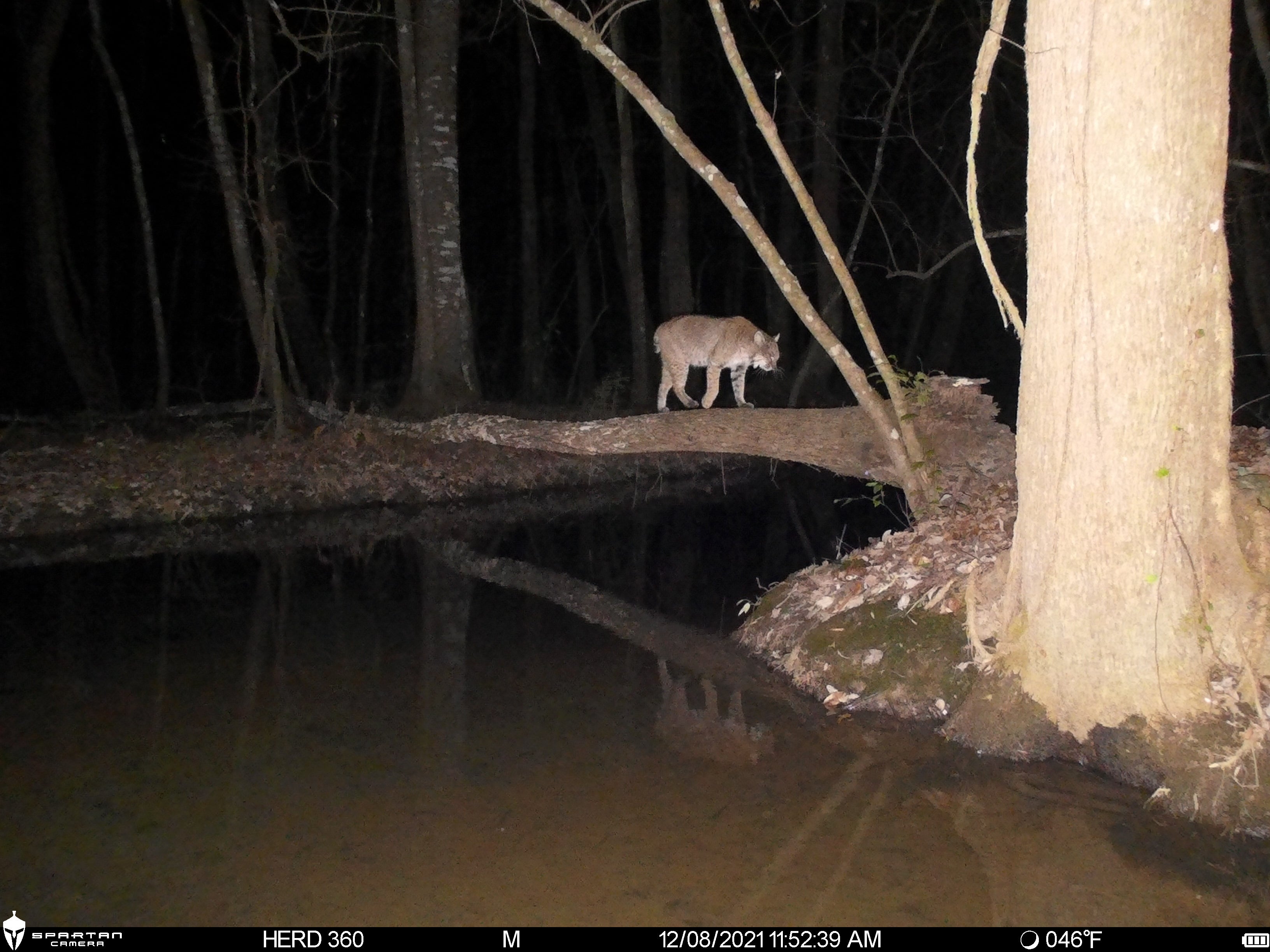 Spartan Lumen 2 SR5 White Flash Trail Camera (New Edition)