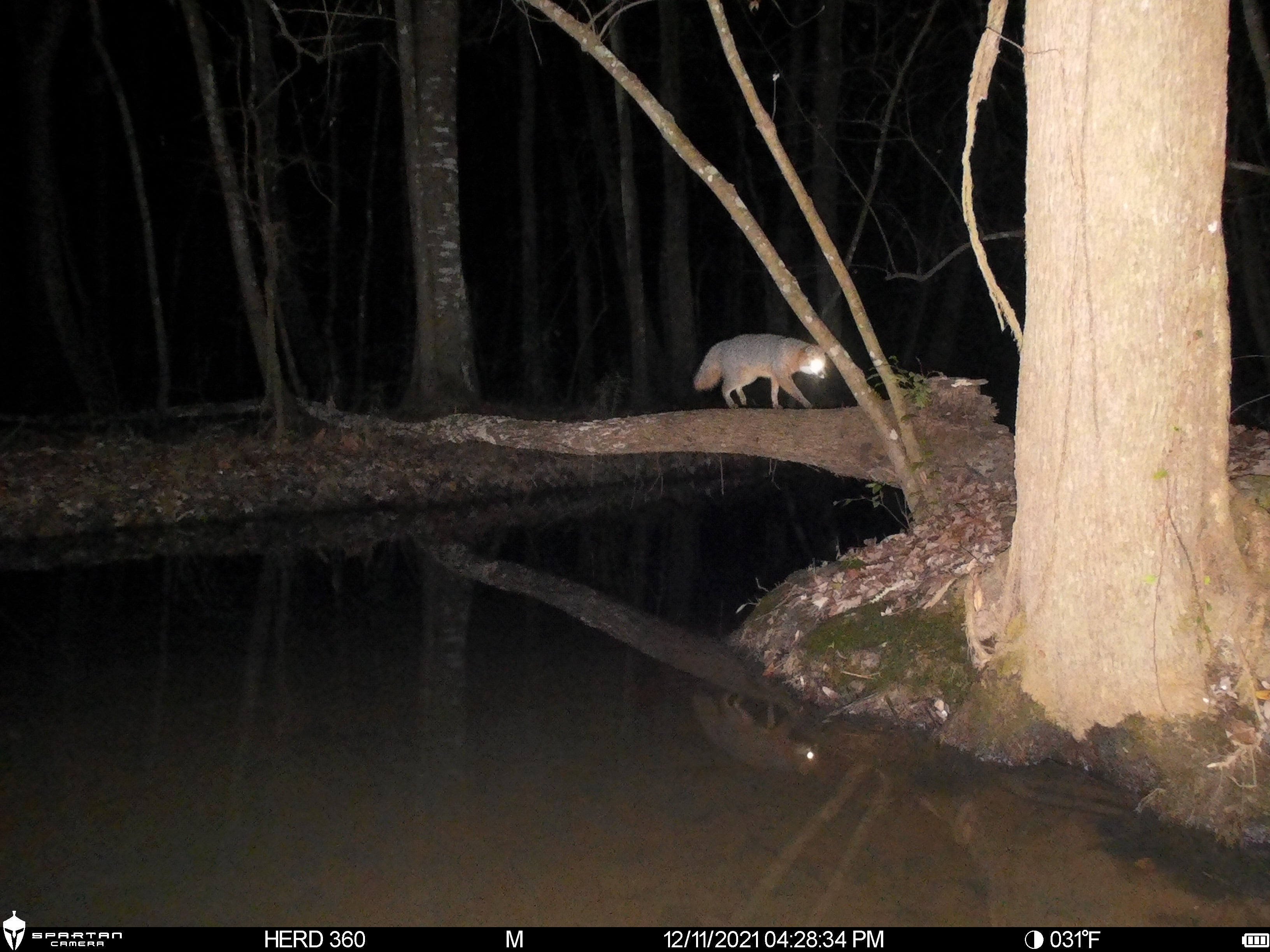 Spartan Lumen 2 SR5 White Flash Trail Camera (New Edition)