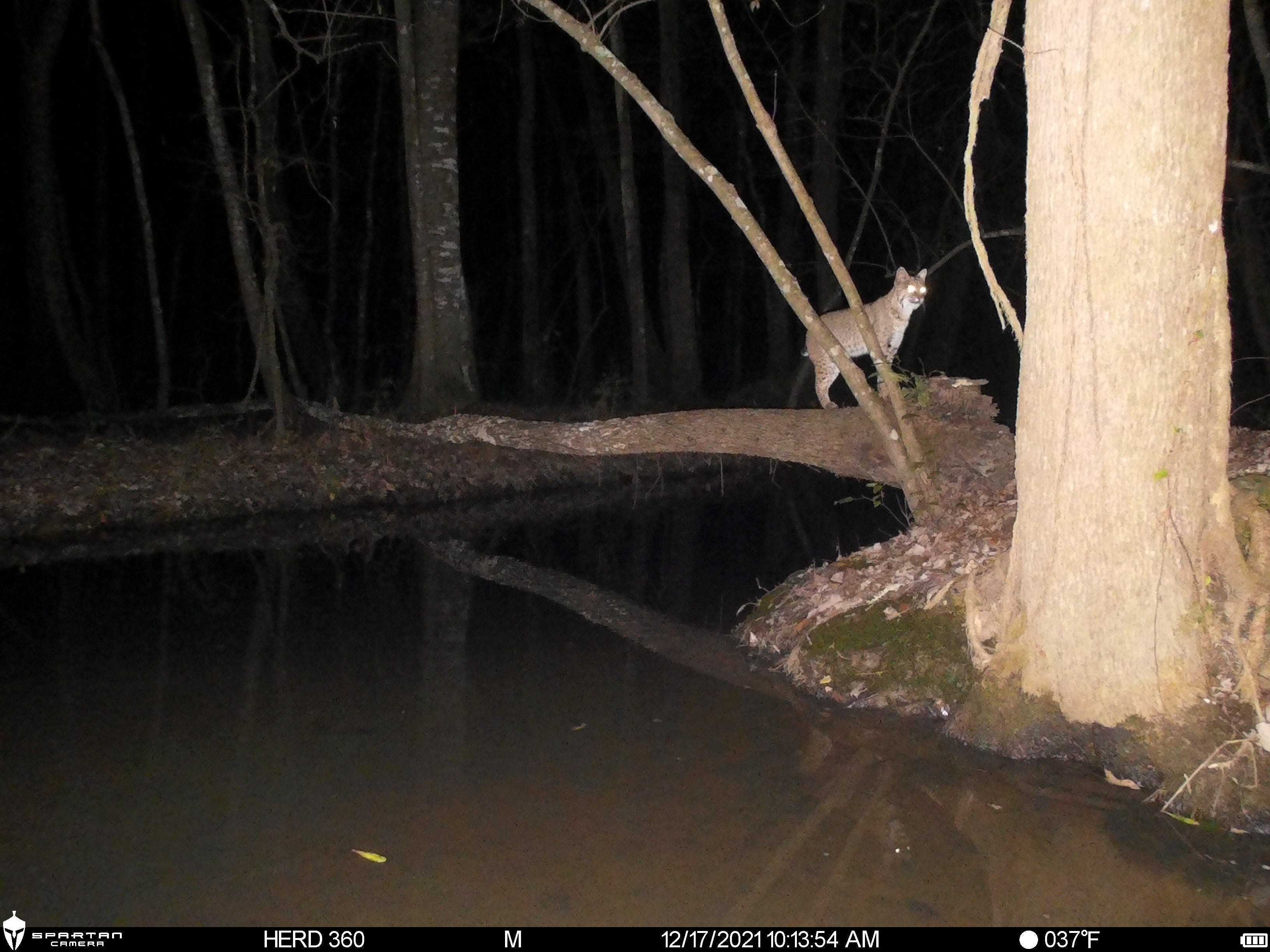 Spartan Lumen 2 SR5 White Flash Trail Camera (New Edition)