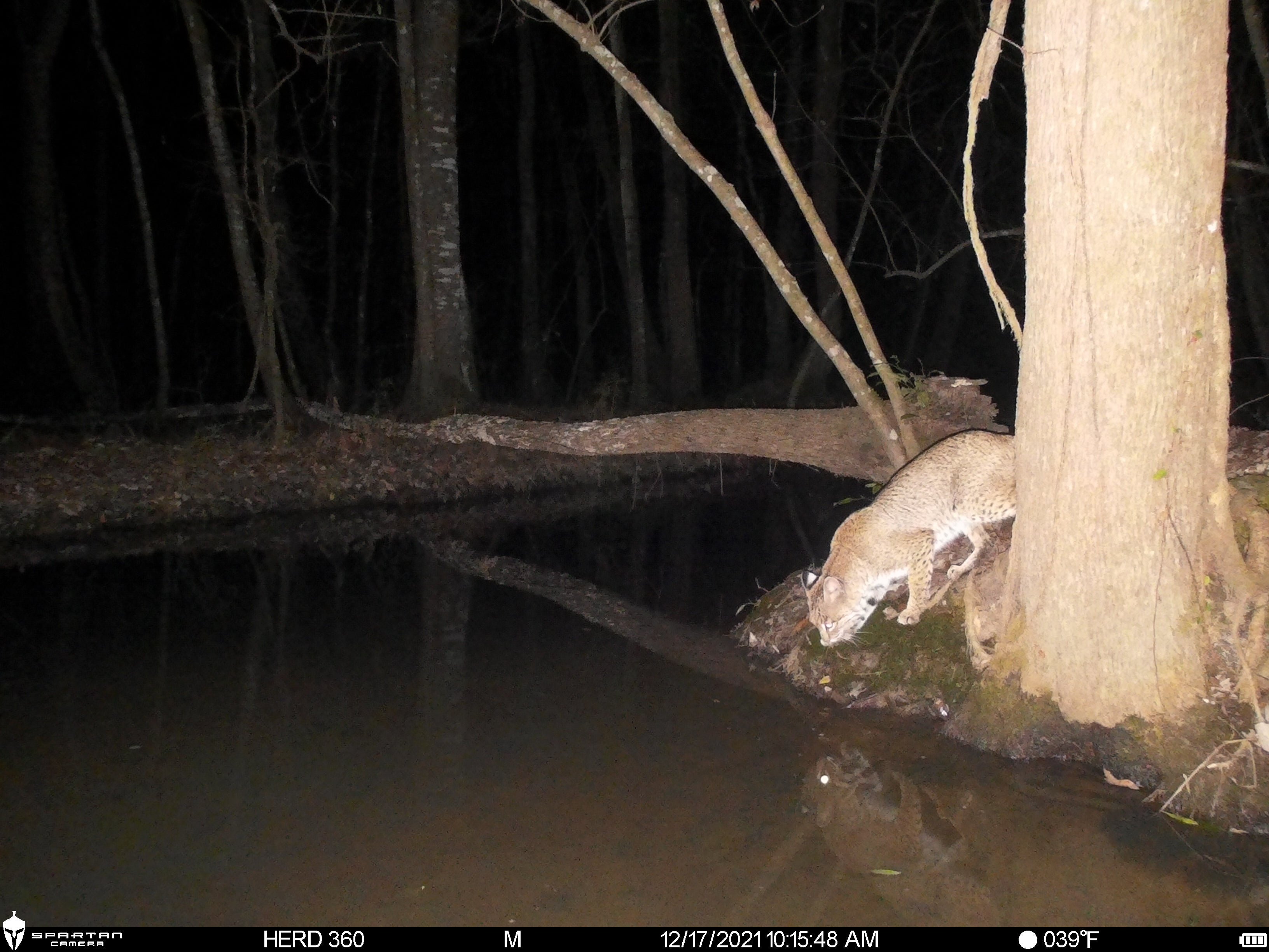 Spartan Lumen 2 SR5 White Flash Trail Camera (New Edition)