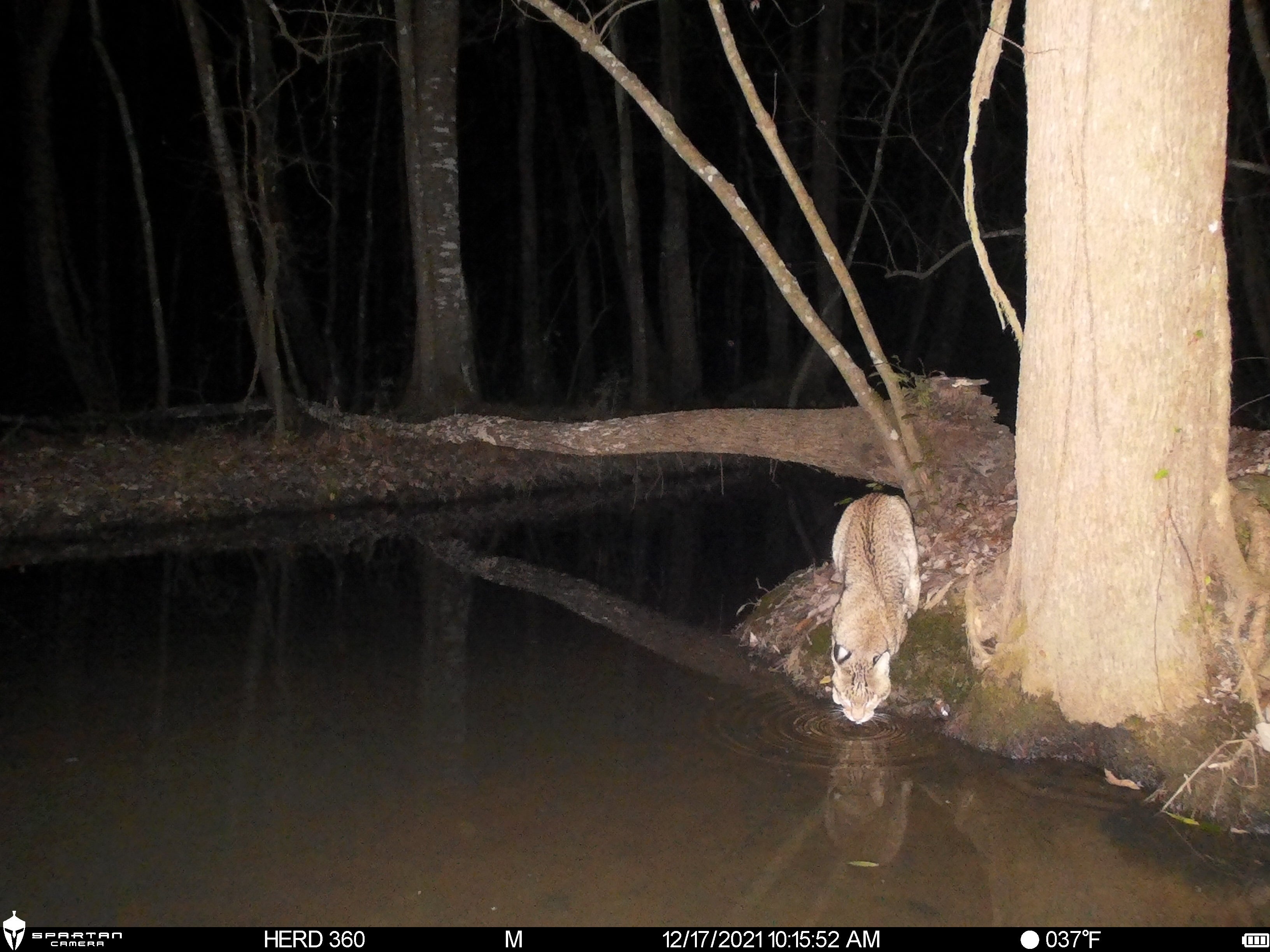 Spartan Lumen 2 SR5 White Flash Trail Camera (New Edition)