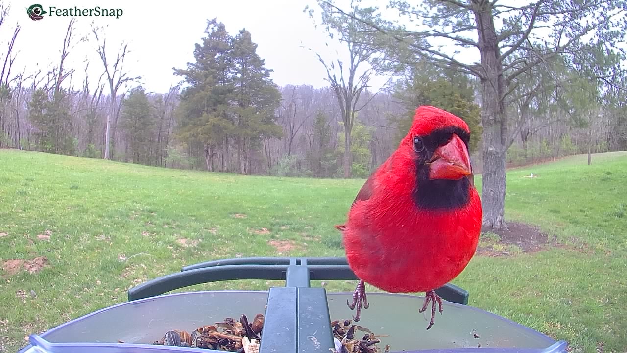 FeatherSnap Scout – Wi-Fi Solar Powered Smart Bird Feeder Holiday Sale 15% Off Automatically at checkout