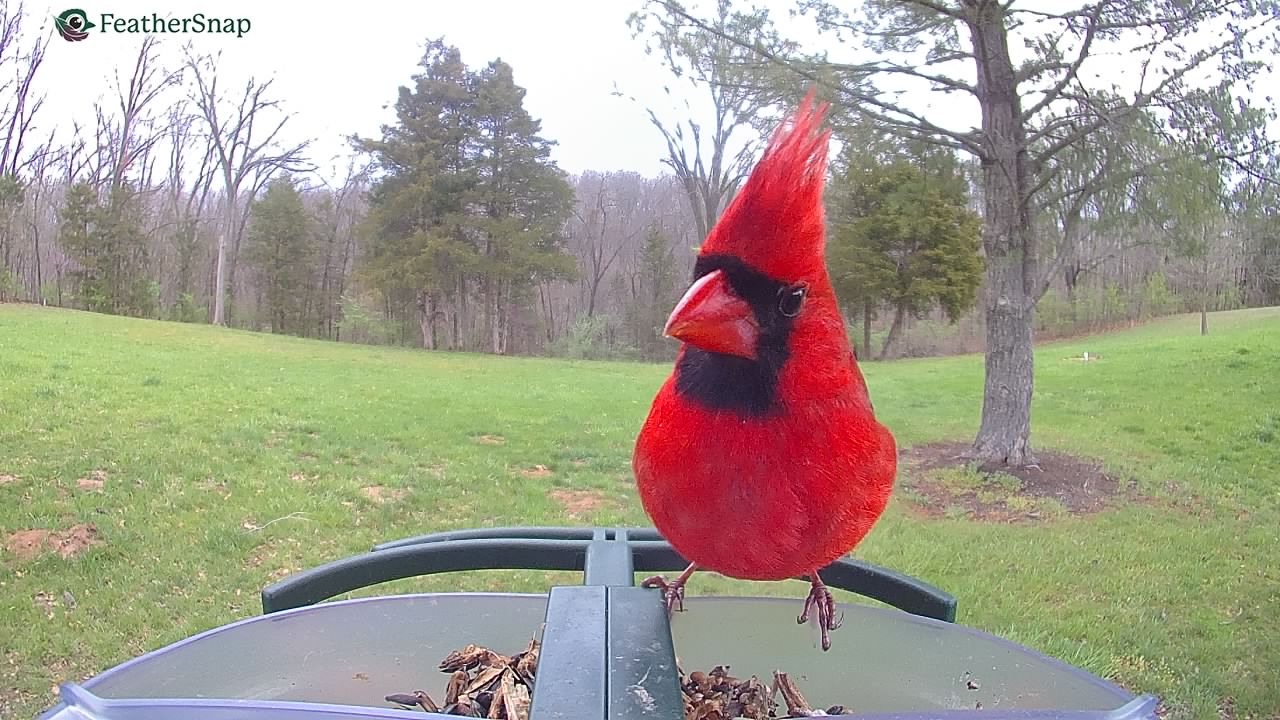 FeatherSnap Scout – Wi-Fi Solar Powered Smart Bird Feeder Holiday Sale 15% Off Automatically at checkout