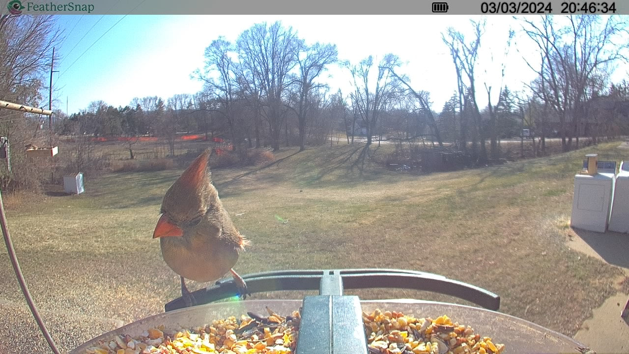 FeatherSnap Scout – Wi-Fi Solar Powered Smart Bird Feeder Holiday Sale 15% Off Automatically at checkout