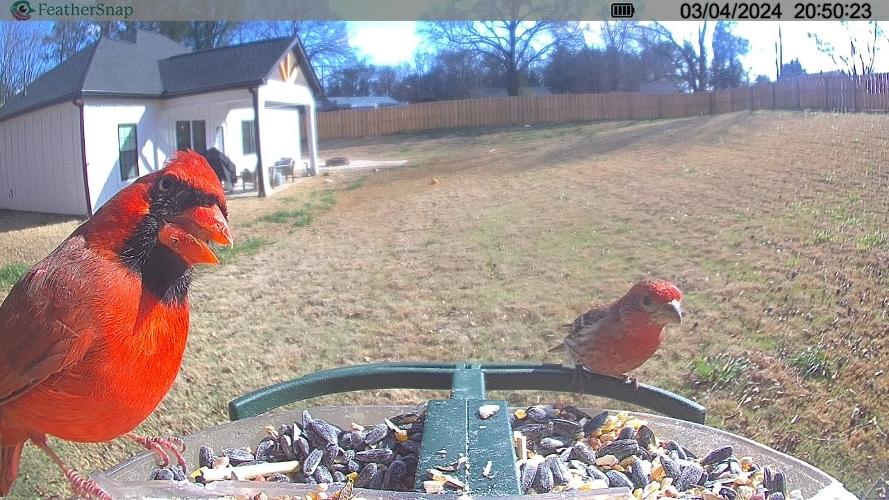 FeatherSnap Scout – Wi-Fi Solar Powered Smart Bird Feeder Holiday Sale 15% Off Automatically at checkout