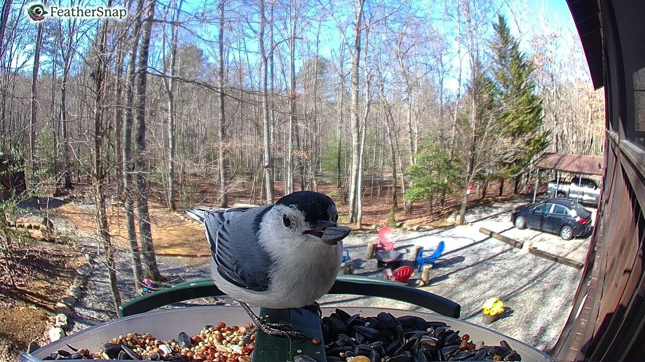 FeatherSnap Scout – Wi-Fi Solar Powered Smart Bird Feeder Holiday Sale 15% Off Automatically at checkout