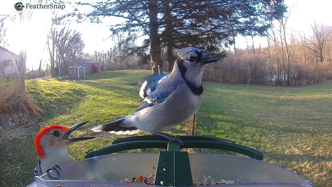 FeatherSnap Scout – Wi-Fi Solar Powered Smart Bird Feeder Holiday Sale 15% Off Automatically at checkout