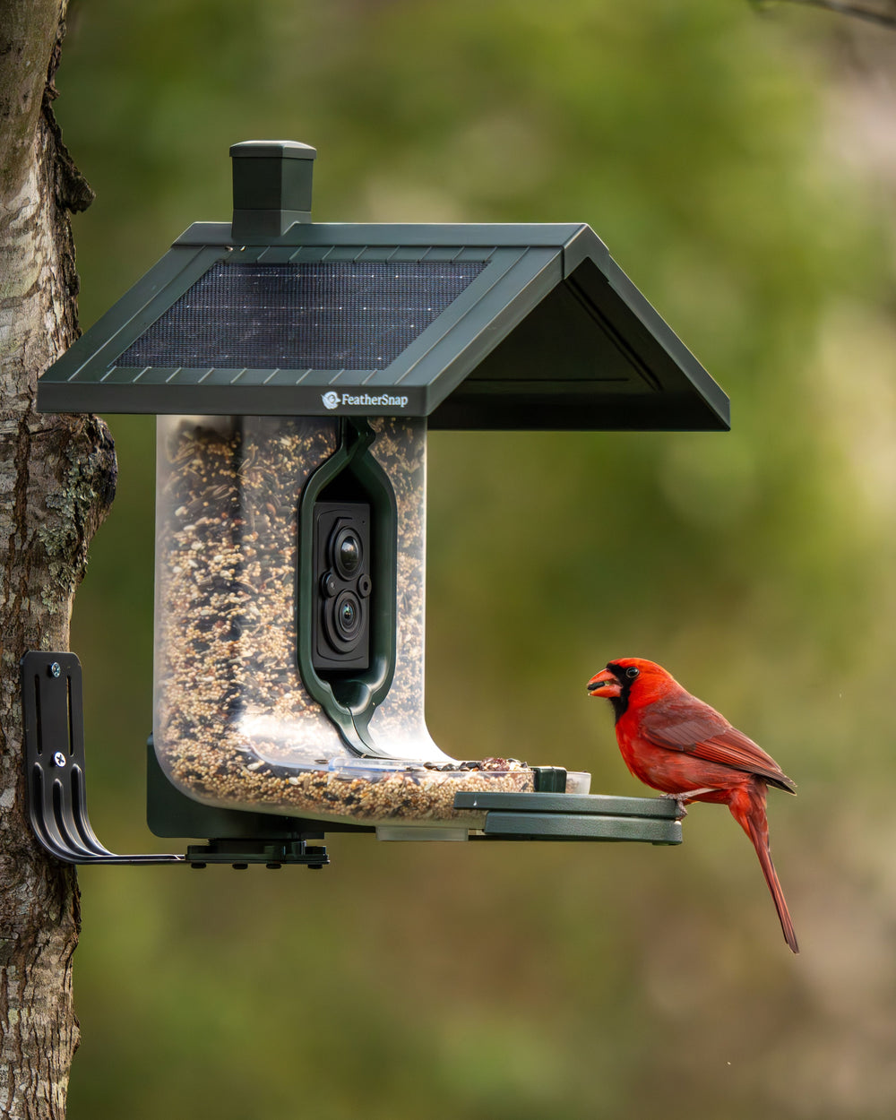 Solar Bird Fish FeatherSnap Scout – Wi-Fi Solar Powered Smart Bird Feeder