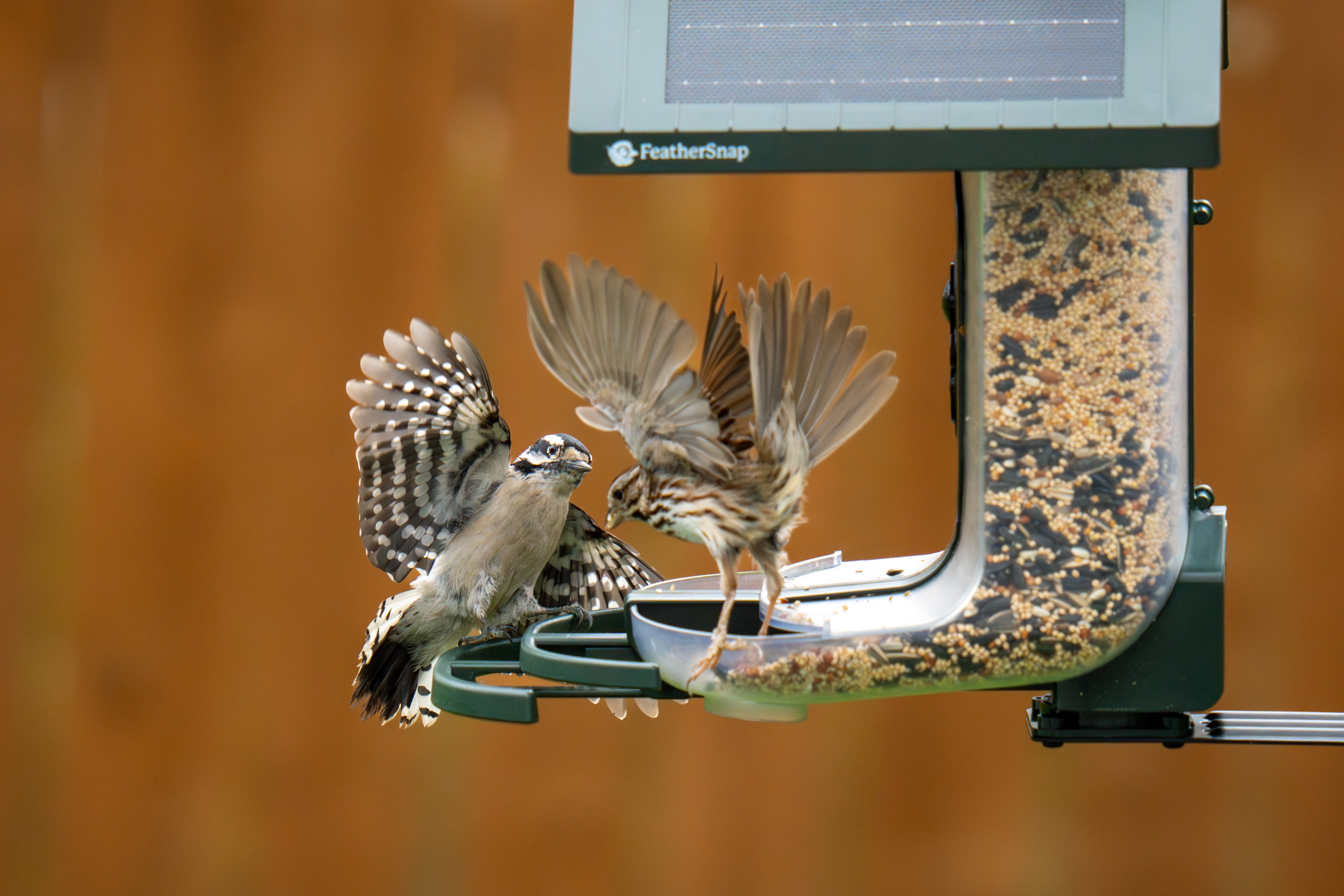 FeatherSnap Scout – Wi-Fi Solar Powered Smart Bird Feeder Holiday Sale 15% Off Automatically at checkout