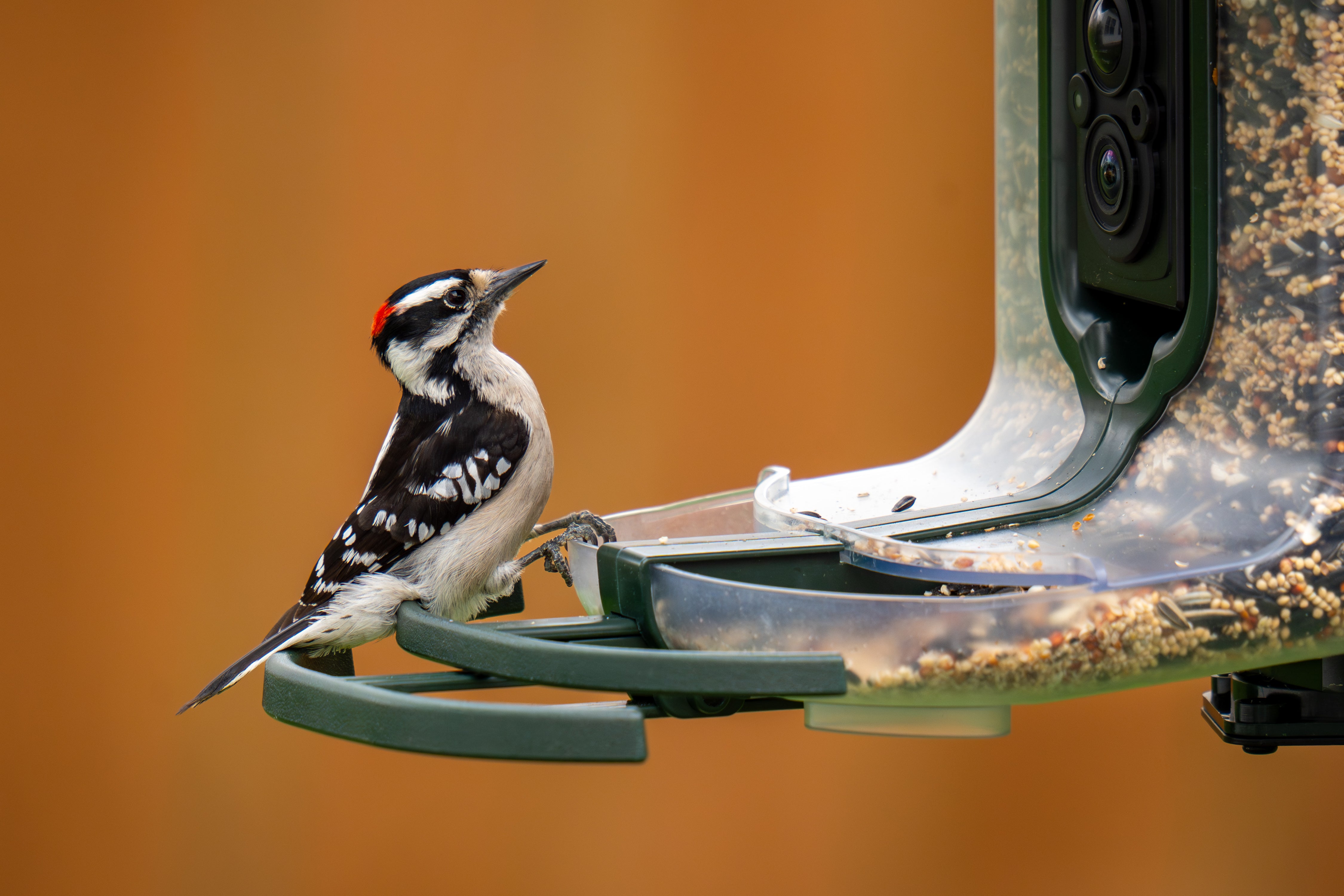 FeatherSnap Scout – Wi-Fi Solar Powered Smart Bird Feeder Holiday Sale 15% Off Automatically at checkout