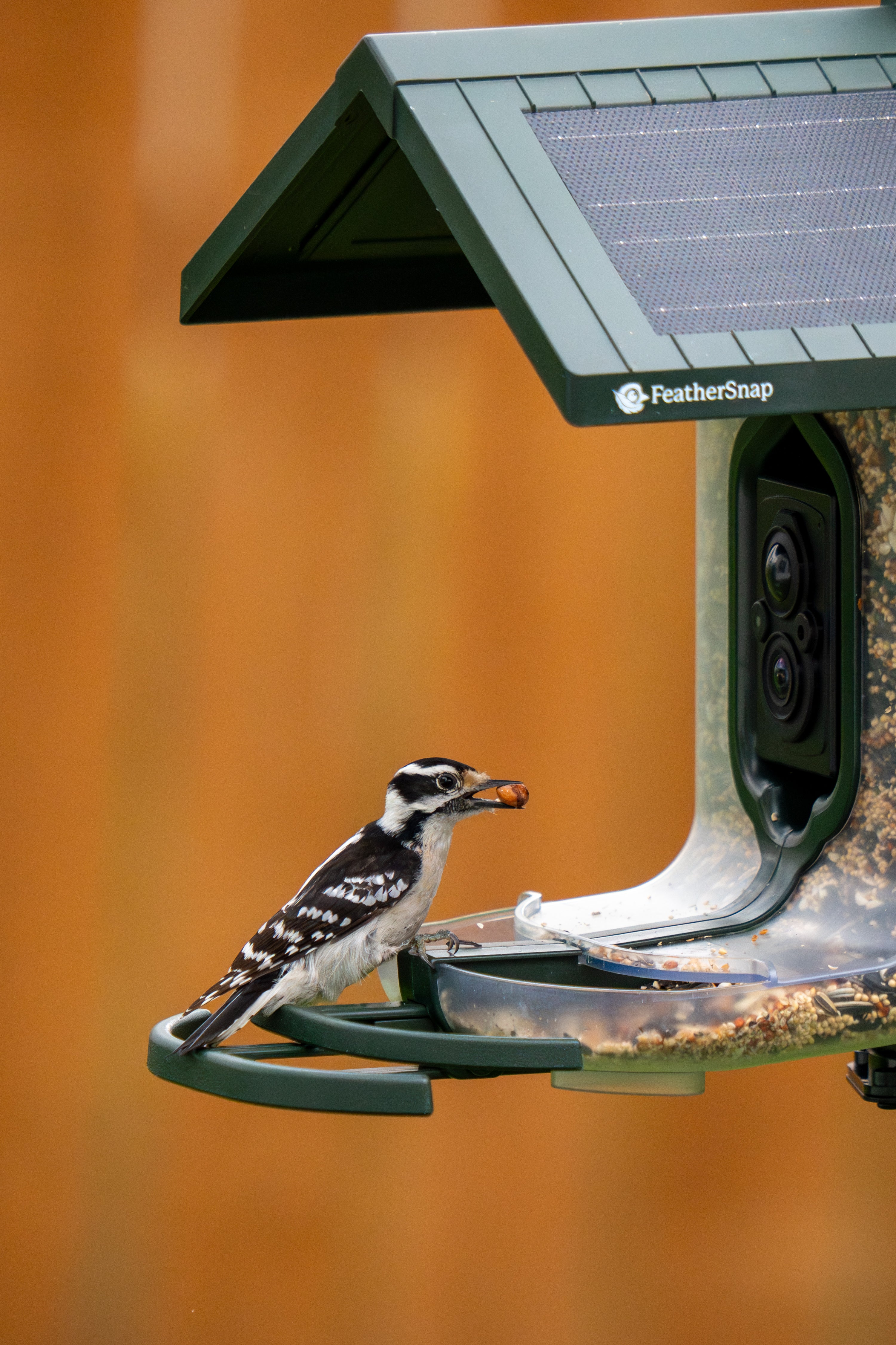 FeatherSnap Scout – Wi-Fi Solar Powered Smart Bird Feeder Holiday Sale 15% Off Automatically at checkout
