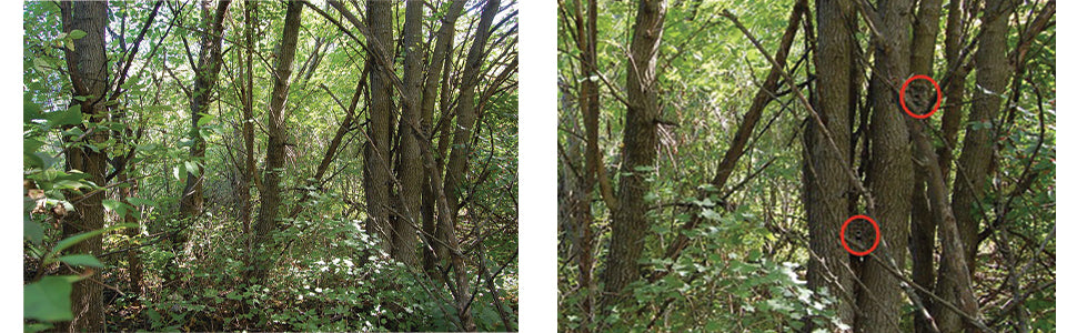 Cambush Trail Camera 3-D Camoflauge Kit