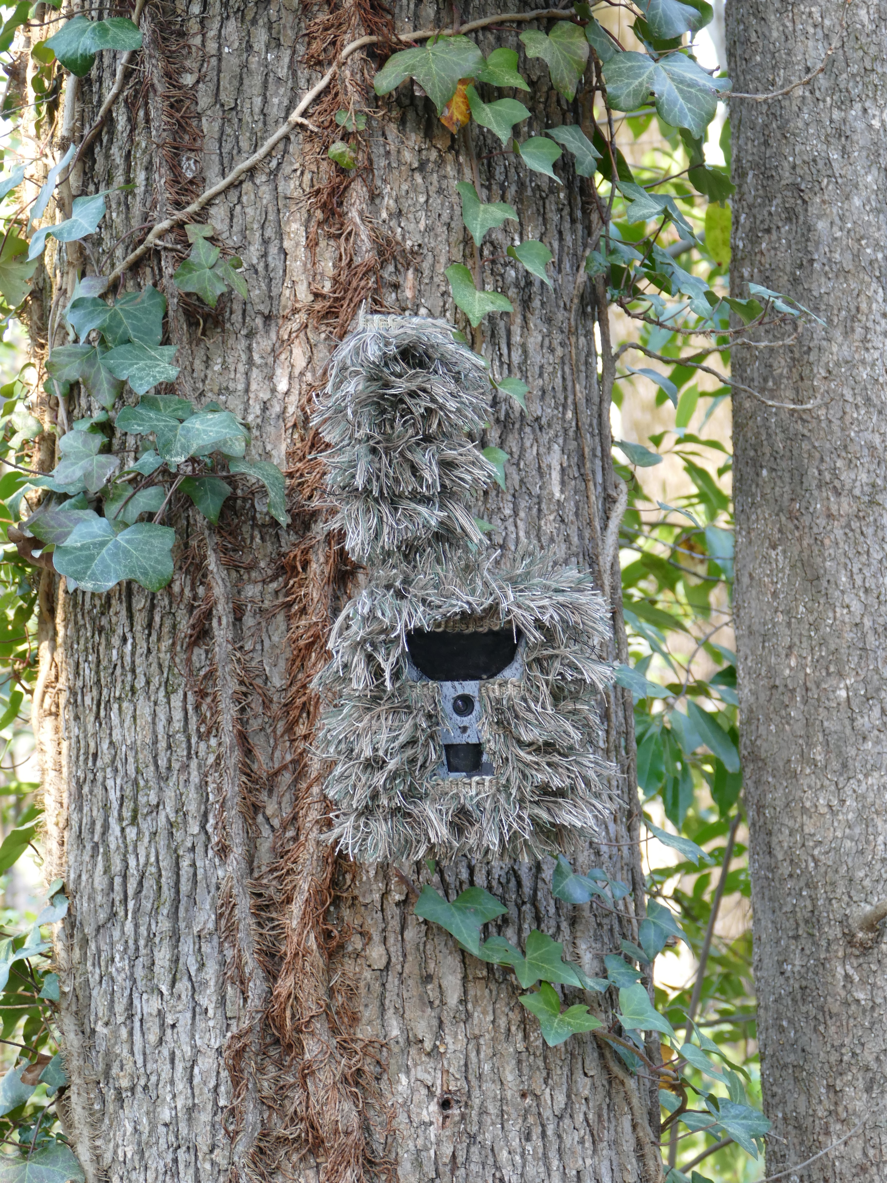 Cambush Trail Camera Camo