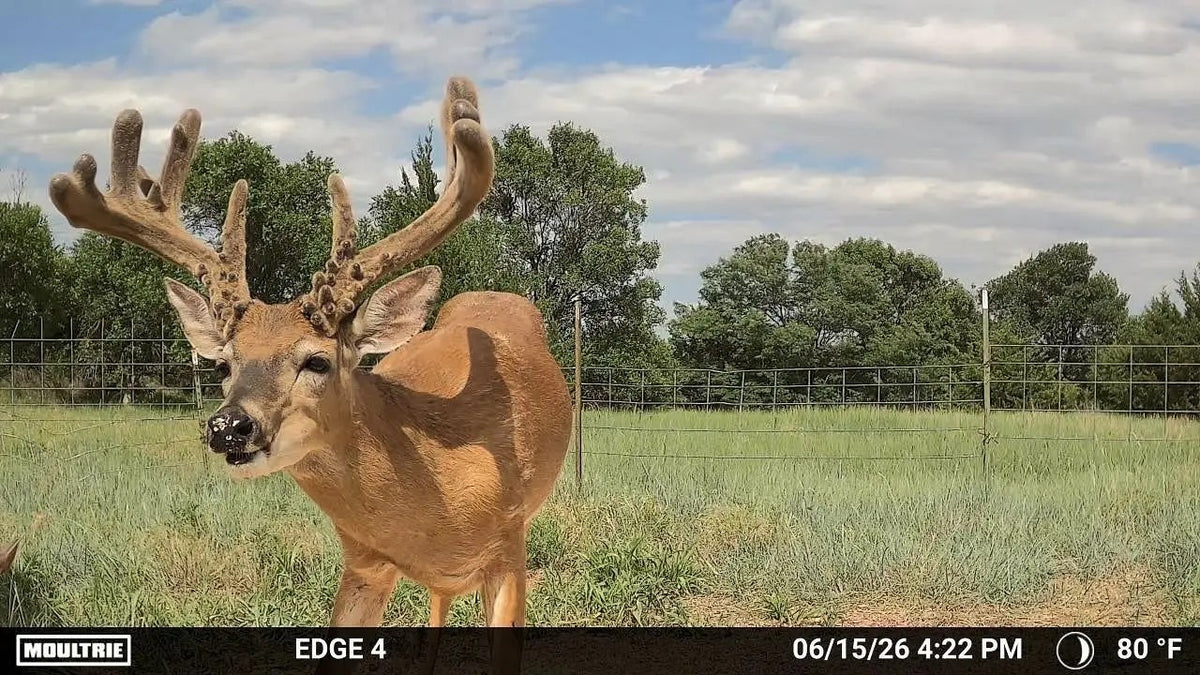 Moultrie EDGE 4 Cellular Trail Camera 2-Pack