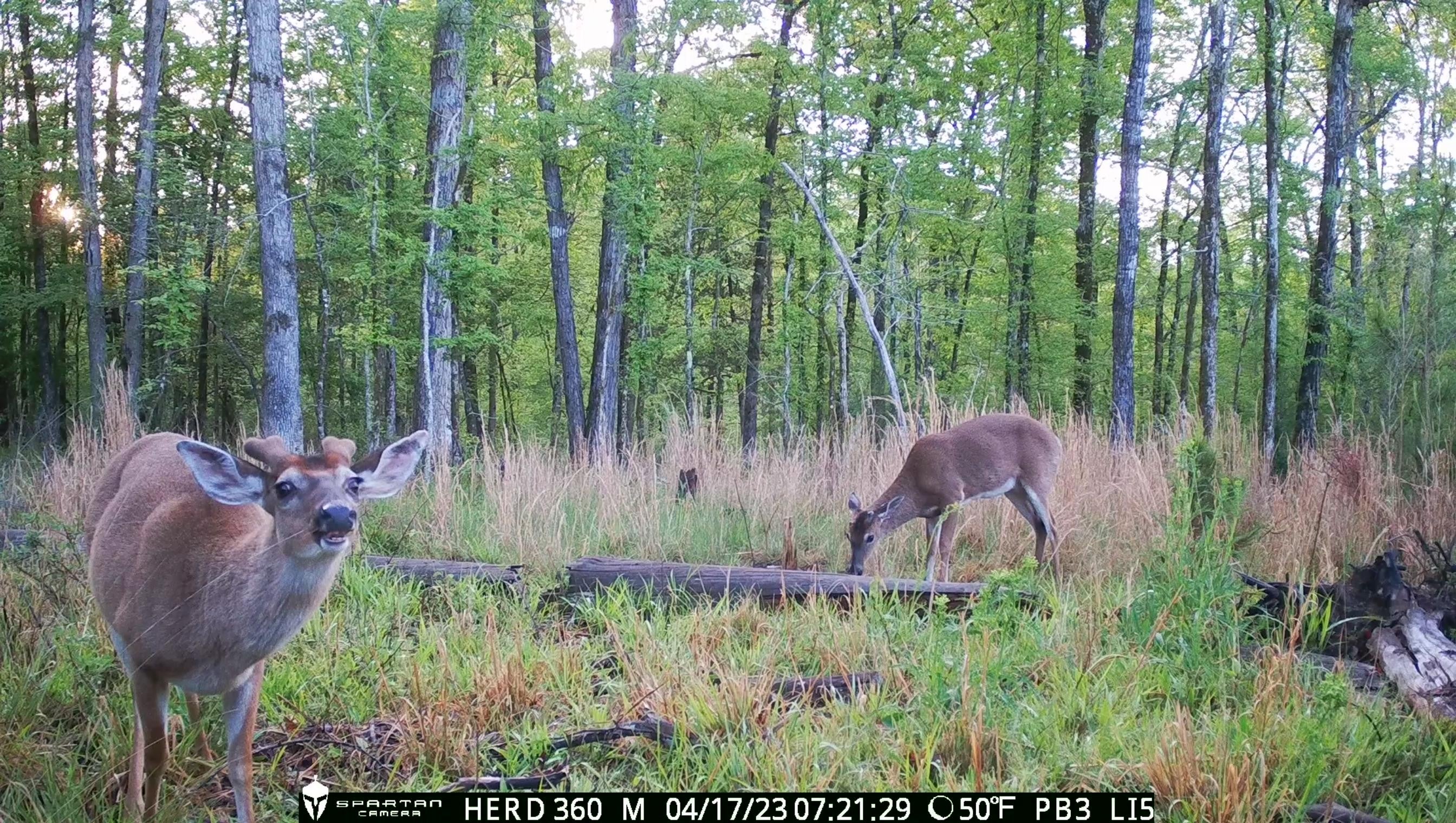 Spartan GoLive Live Stream Cellular Trail Camera